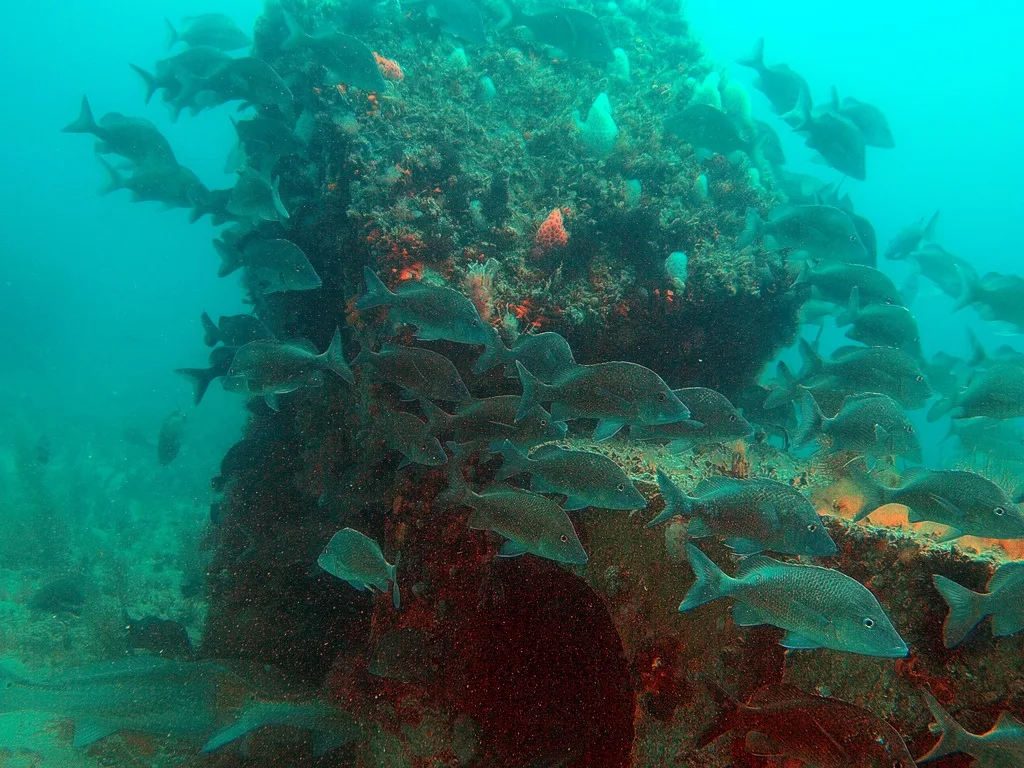 artificial coral reefs