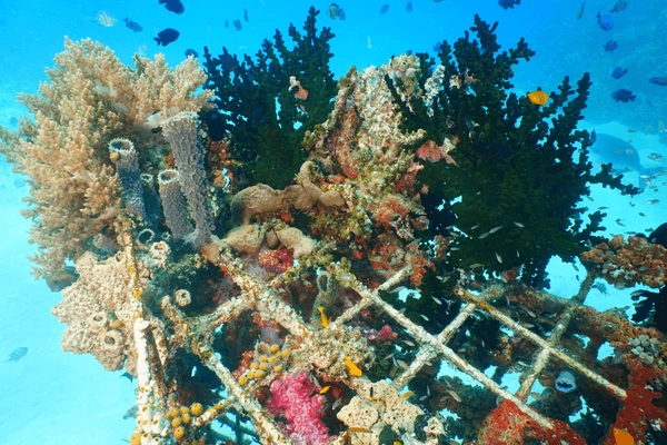 artificial coral reefs